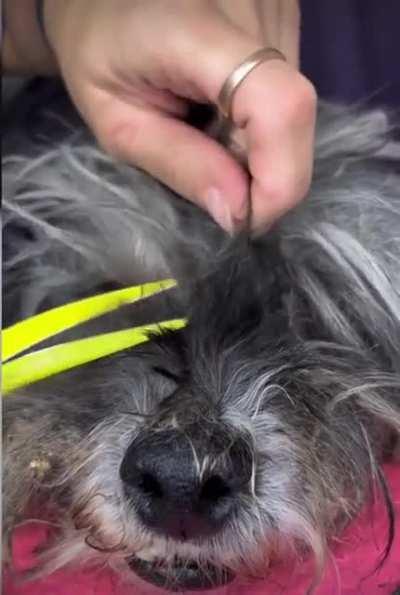 Neglected pup gets a much needed makeover!