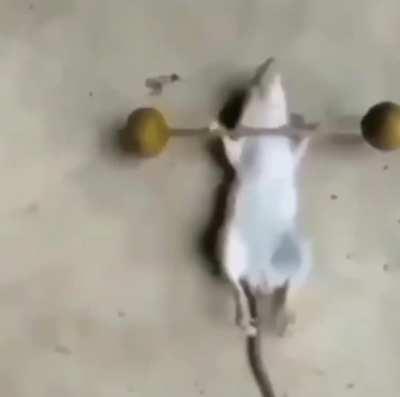 Average Jujalager 💪