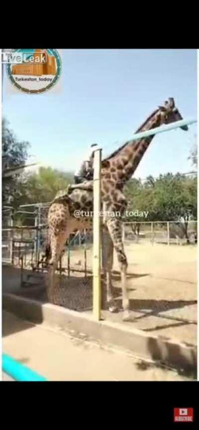 Drunk man tries to get friendly with a giraffe