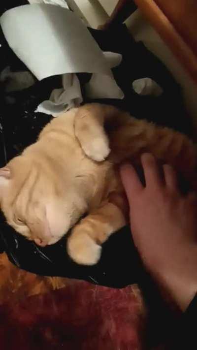 A cuddle roll and a big stretch