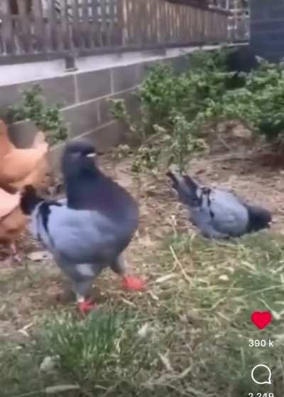 wrong firmware update