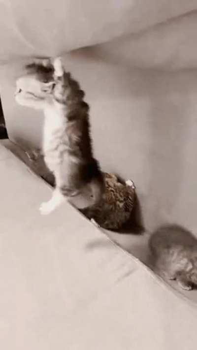 You're littered with cuteness