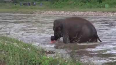 Baby elephant thought man was drowning and rushed to save him