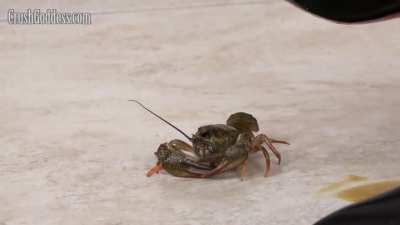 Marina ends some crd