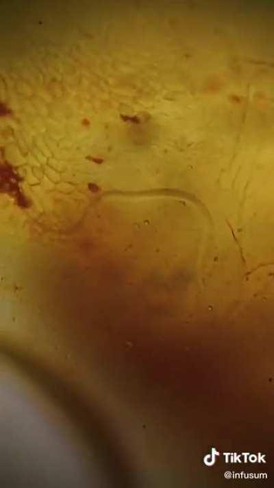 Вегетарианцам - а Вы точно уверены, что кушаете, ТОЛЬКО растительную пищу?