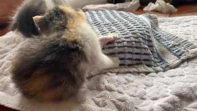 A squeaker, by far 🐈📣