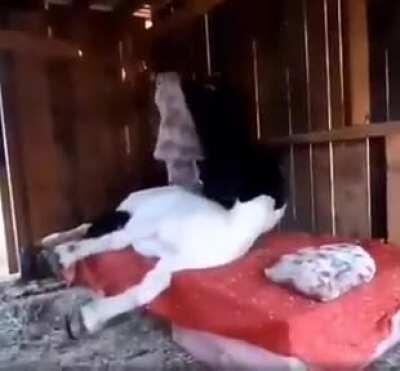 Owner tucks his horse into bed