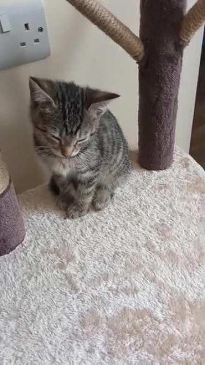 My standard issue cat started running out if batteries and tried her hardest not to activate sleep mode.