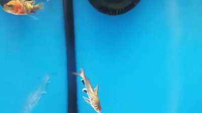 Frank has a... unique swimming technique