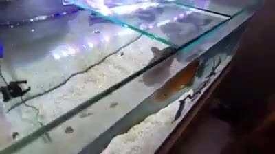 Day one of posting mosolinni the fish until someone tells me how to download of Mobile