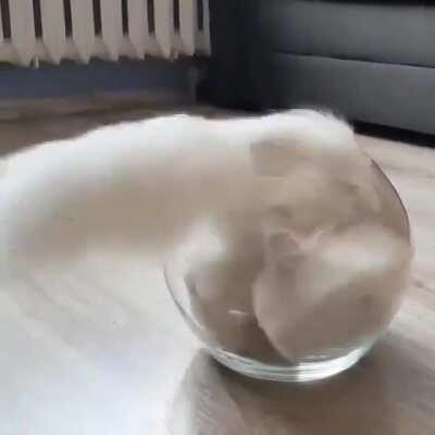 The way this kitty enters