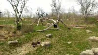 don't bully the monke