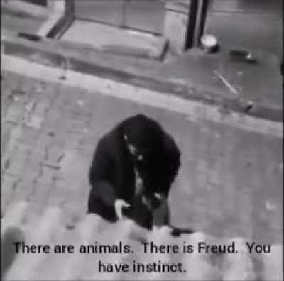 Drunk Turkish man discussing communism and narcissism with a street dog.