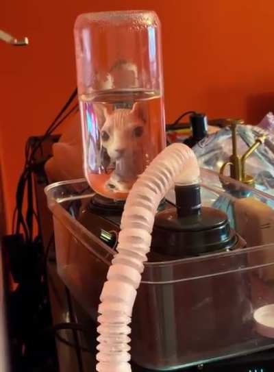 SicK fUcK DeCapItAtes aND kEePs Cat AlIvE ThRoUgh Life SupPort MAcHiNE