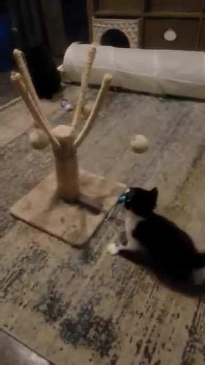 Our newest pointy tail... Deacon!