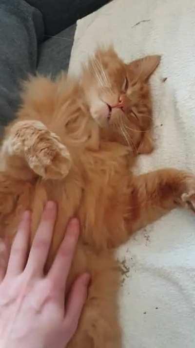 Sleepycat after a night out in the wild