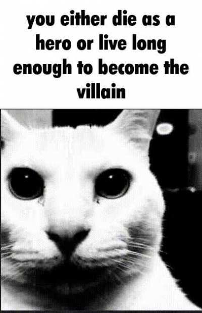 Do ya all have more of those cat images? They are funny