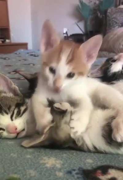 I was expecting it to end with a full on attack :D