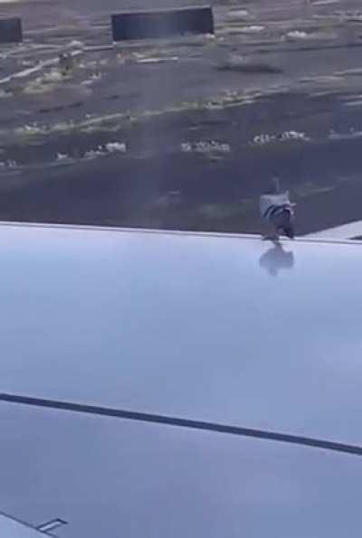 My pigeon people need me