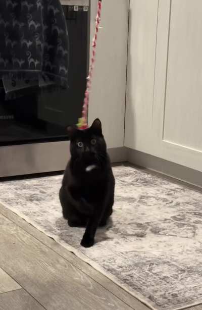 The most dangerous animal on this planet.