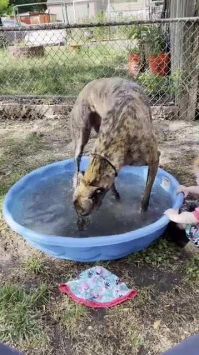 Longboi tries to fit in baby pool.