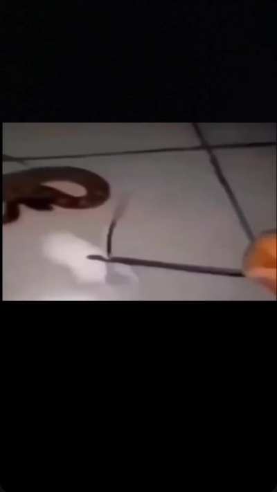 *Pushes the live mouse, get bitten instead