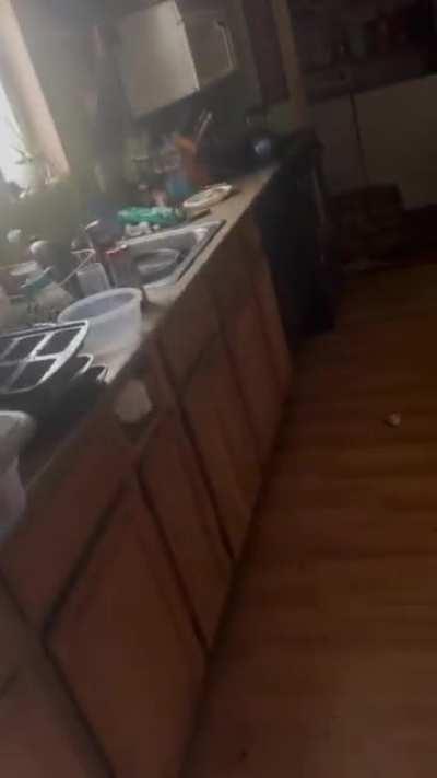 My cat brought me a present.