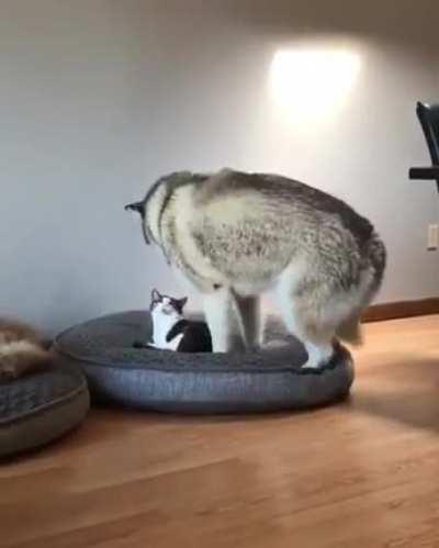 Husky is a very polite guest