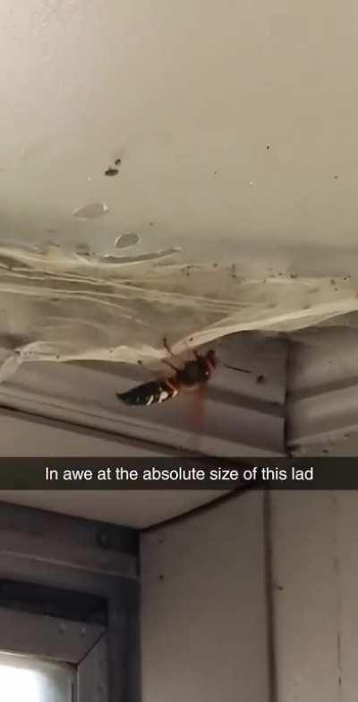 I had a run in with one of those giant murder hornets today