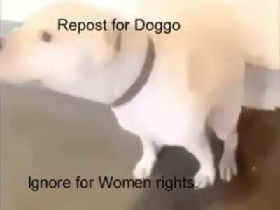 For the doggo