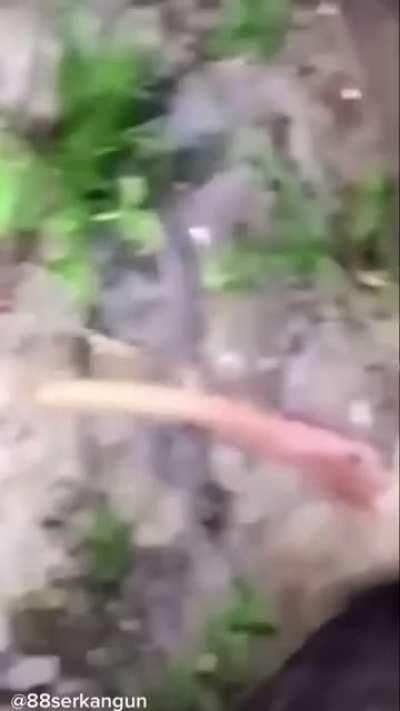 Bird survives a shocking ordeal