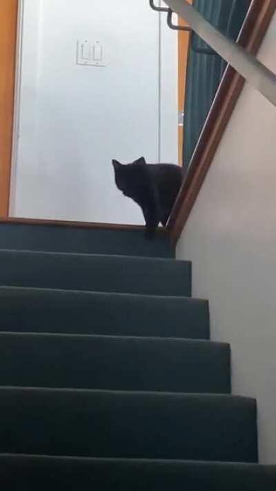 Burger welcomes us home with many sad sounding squeaks