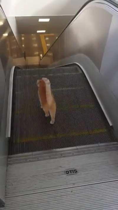 Street cat trying to walk down escalator