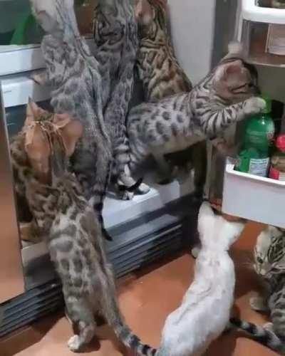 Kittens is looking for food to cook for me.