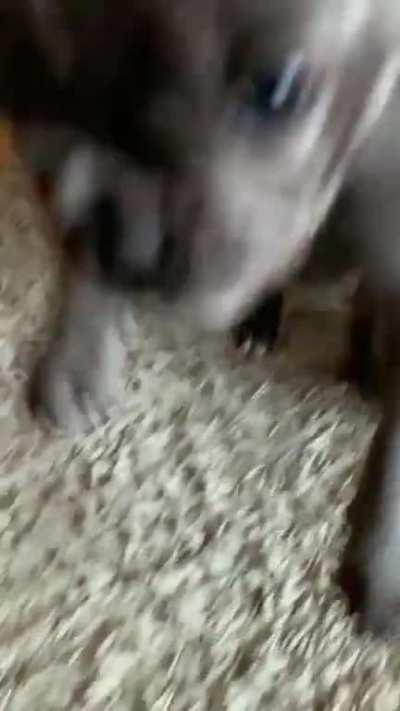 5 minutes playtime = minimum 2 hours of sleep 😂 (Charlie is 13+ weeks old)