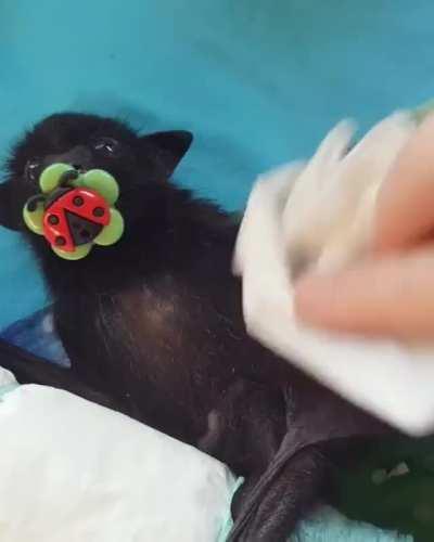 How to wash little beautiful mice