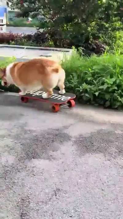 Get a vet in here cause that dog is Sick 🔥