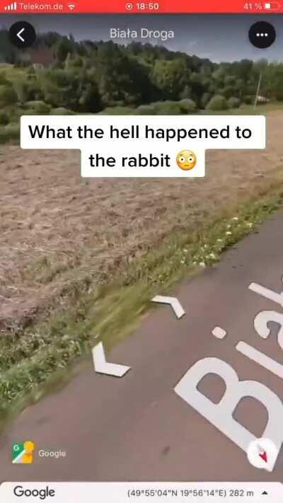 What the zając?! 🐇