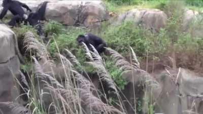 Chimp does not like raccoon in its habitat