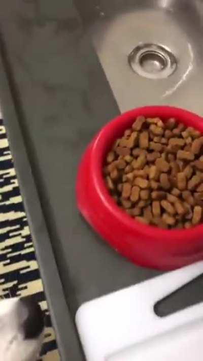 Doggo only eats his food if it's prepped like his owner's meal