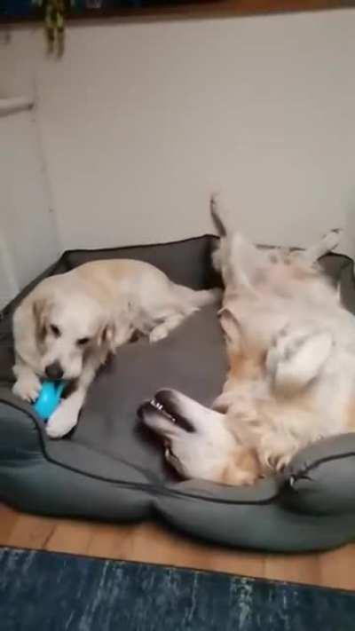 Peak levels of derpiness