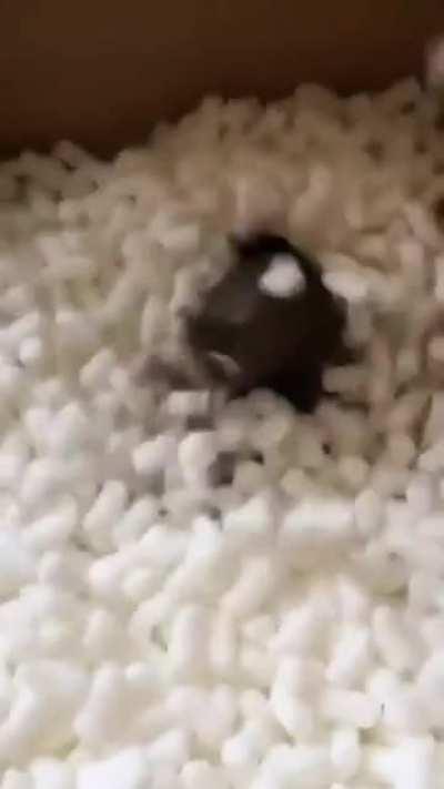 It’s like a ferrets ball playground