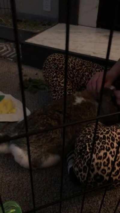 Moose prefers full body massages 🐰