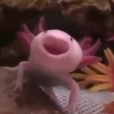 ajolote 🥵