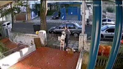 Los ratas andan desatados.