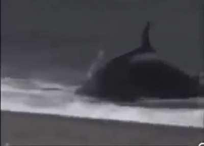 man get eaten by orca on beach