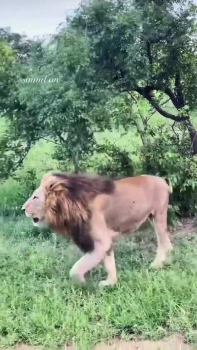 The Gijima Male Coalition is on patrol! Territory inspection in progress-every step radiates royal aura