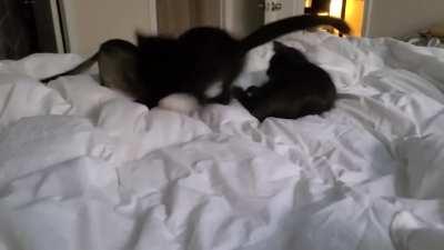 New cat owner, just trying to see if they are playing or fighting.