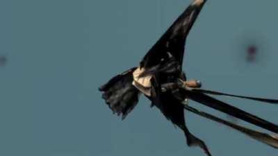 I've fallen and I can't get up