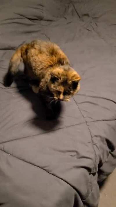 This is how I'm greeted every time I enter my room